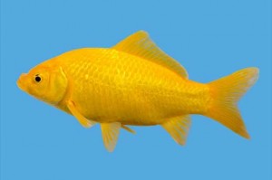 Yellow Comet Goldfish 