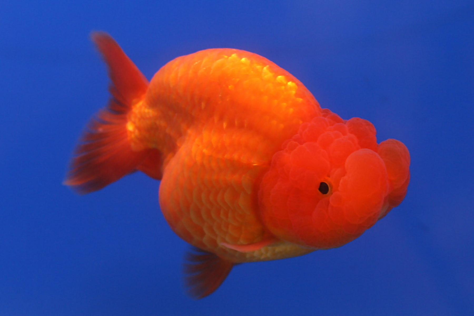 Goldfish - What You Need to Know | Aquarium Fish Paradise – Adelaide SA