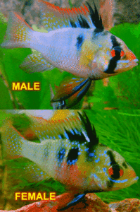 Blue Ram Male & Female