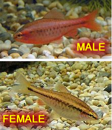 Cherry Barb Male & Female