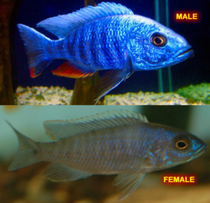 Electric Blue Cichlid - Male & Female