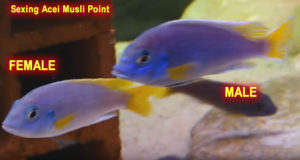 Sexing Acei Musli Point Cichlid