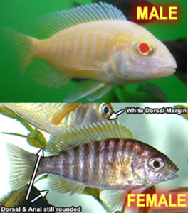 Sexing Albino Peacock Cichlids (females can also appear white)
