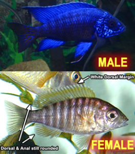 Sexing Blue Peacock Cichlids
