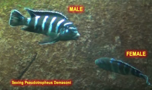 Sexing Pseudotropheus Demasoni