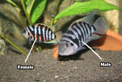 Convict Cichlid Sexing