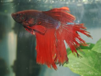 Fin Rot showing on a fighting fish