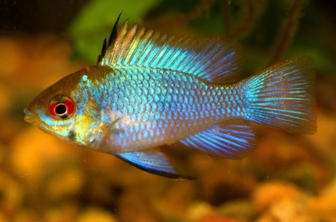 Electric Blue Ram