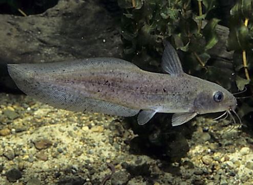 Tandanus Catfish