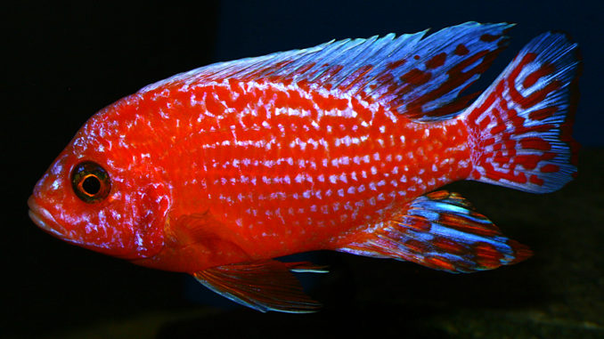 Dragon Blood Peacock - Aulonocara baenschi - Aquarium Fish ...